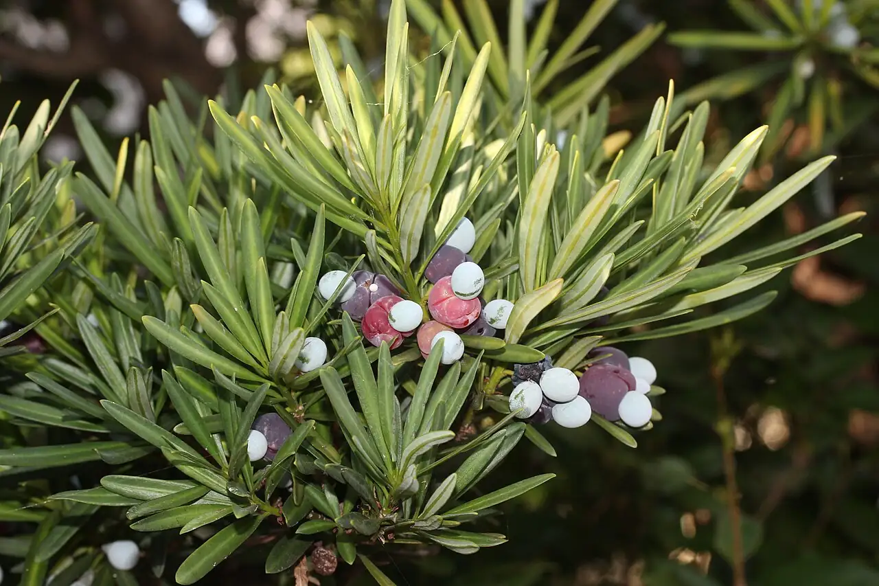 竹柏 (Podocarpus macrophyllus) — 环境展示