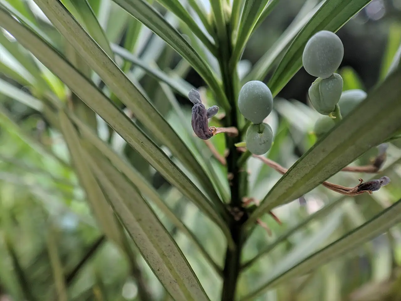 竹柏 (Podocarpus macrophyllus) — 更多视角