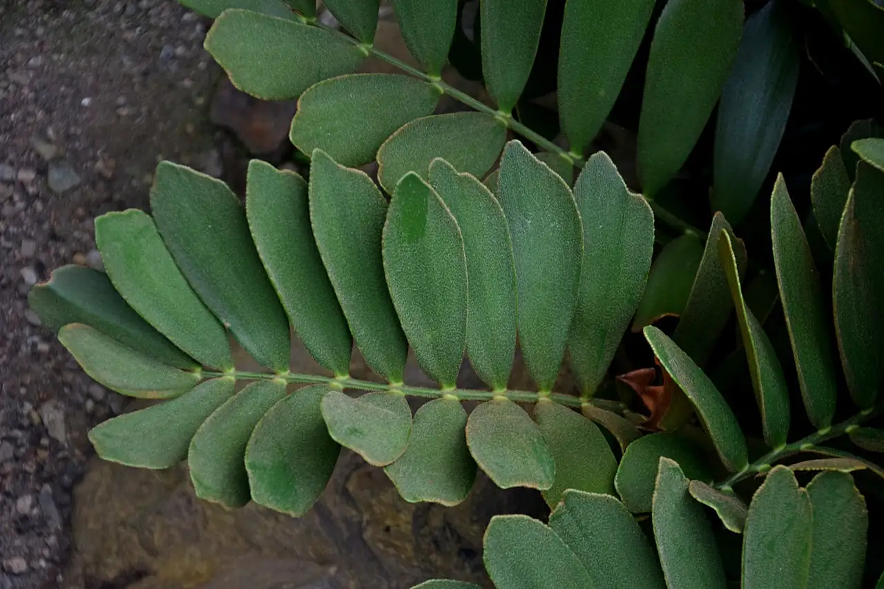 美叶苏铁 (Zamia furfuracea) — 环境展示