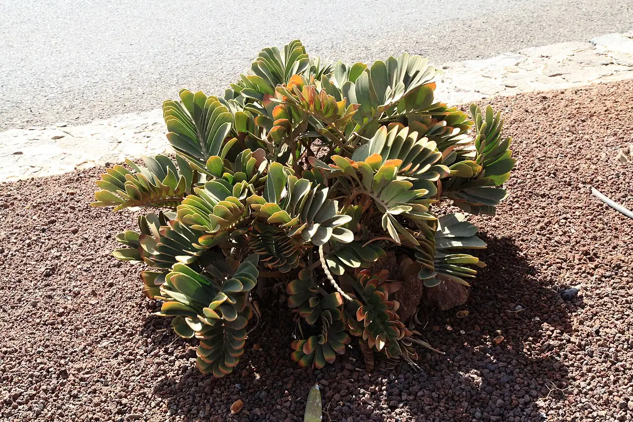 美叶苏铁 (Zamia furfuracea) — 更多视角