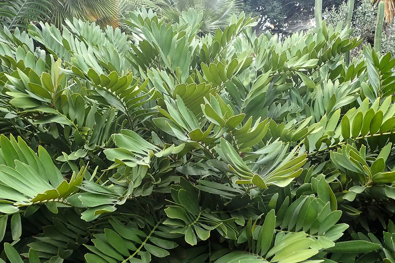 美叶苏铁 (Zamia furfuracea) — 更多视角
