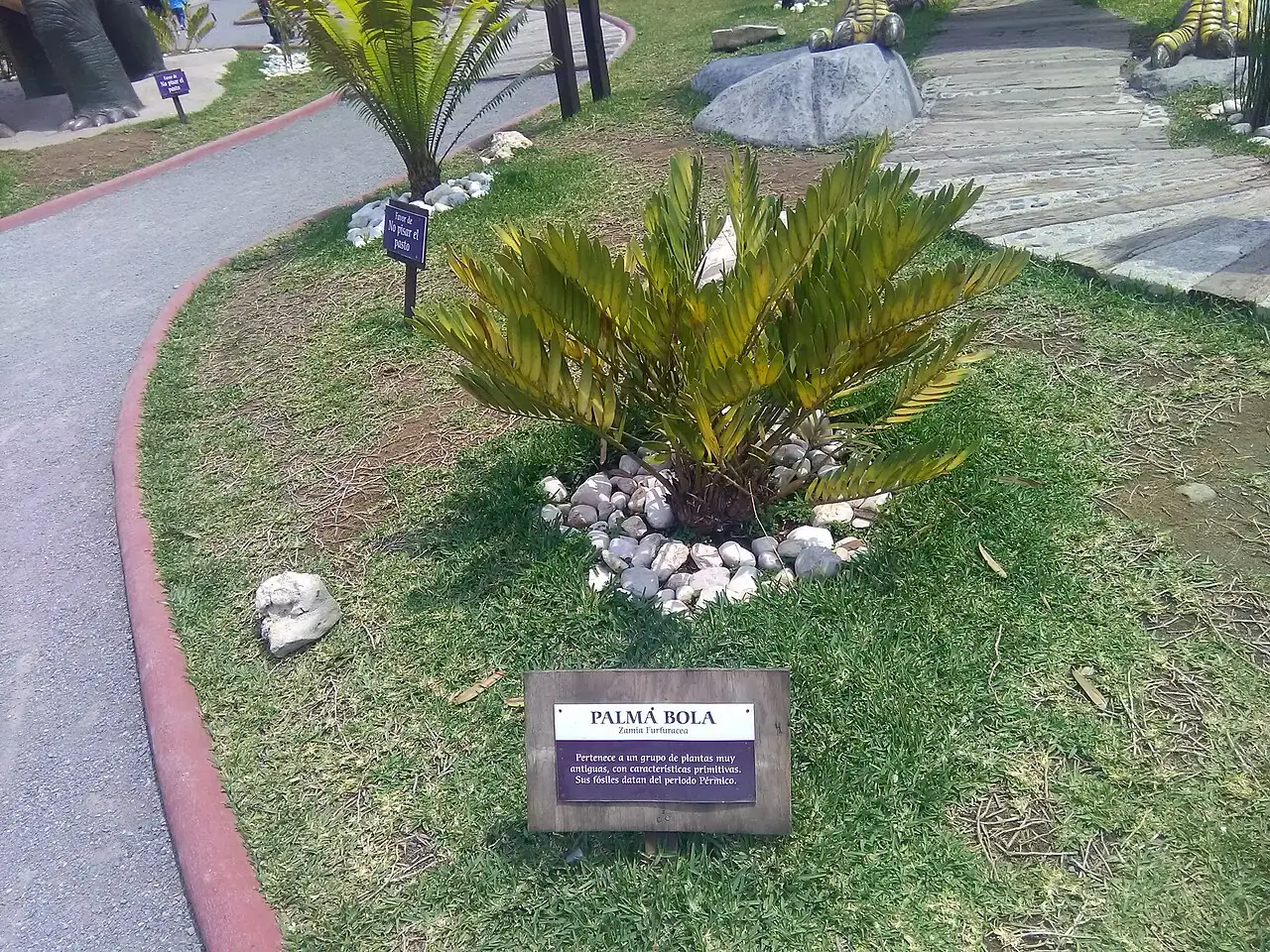 美叶苏铁 (Zamia furfuracea) — 更多视角