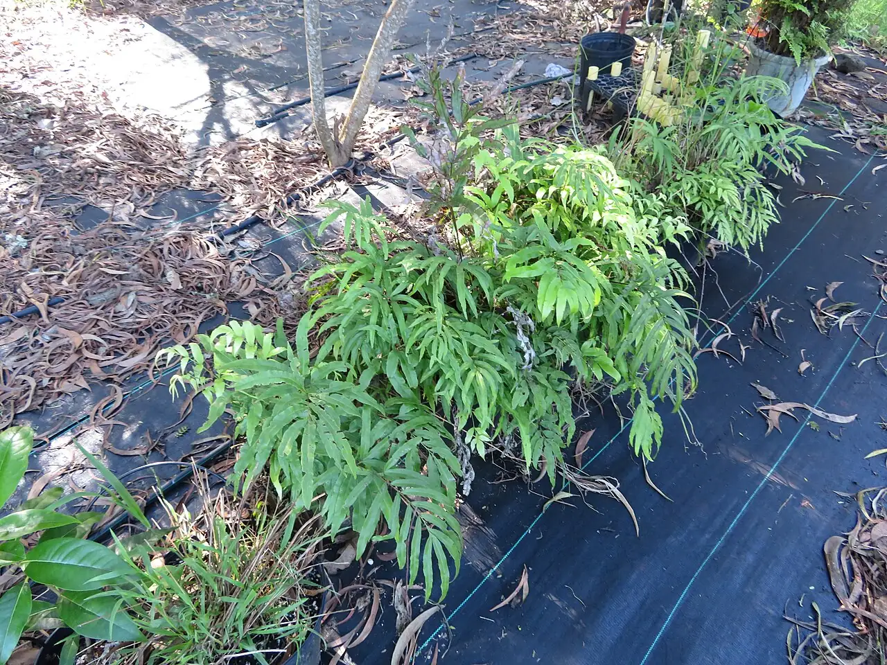 凤尾蕨 (Pteris cretica) — 细节
