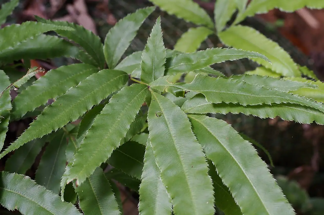 凤尾蕨 (Pteris cretica) — 特写