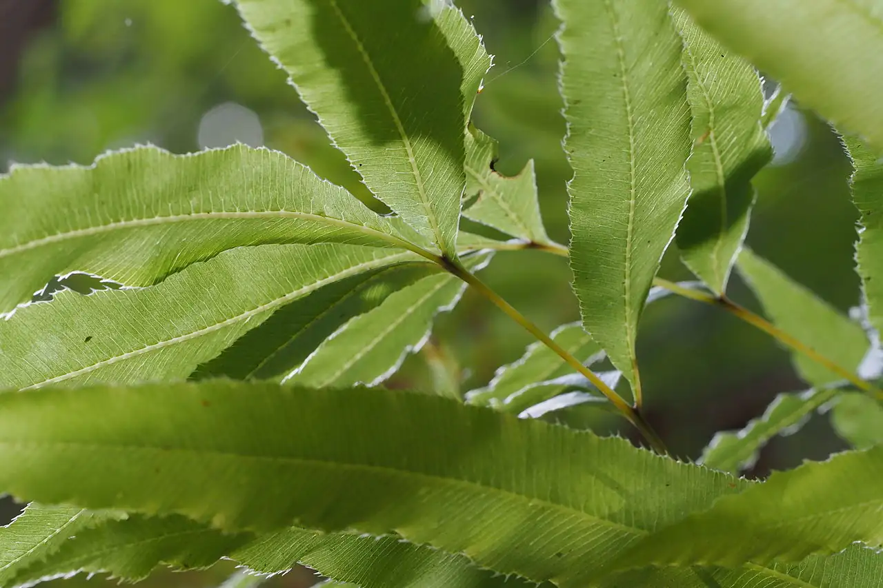 凤尾蕨 (Pteris cretica) — 环境展示