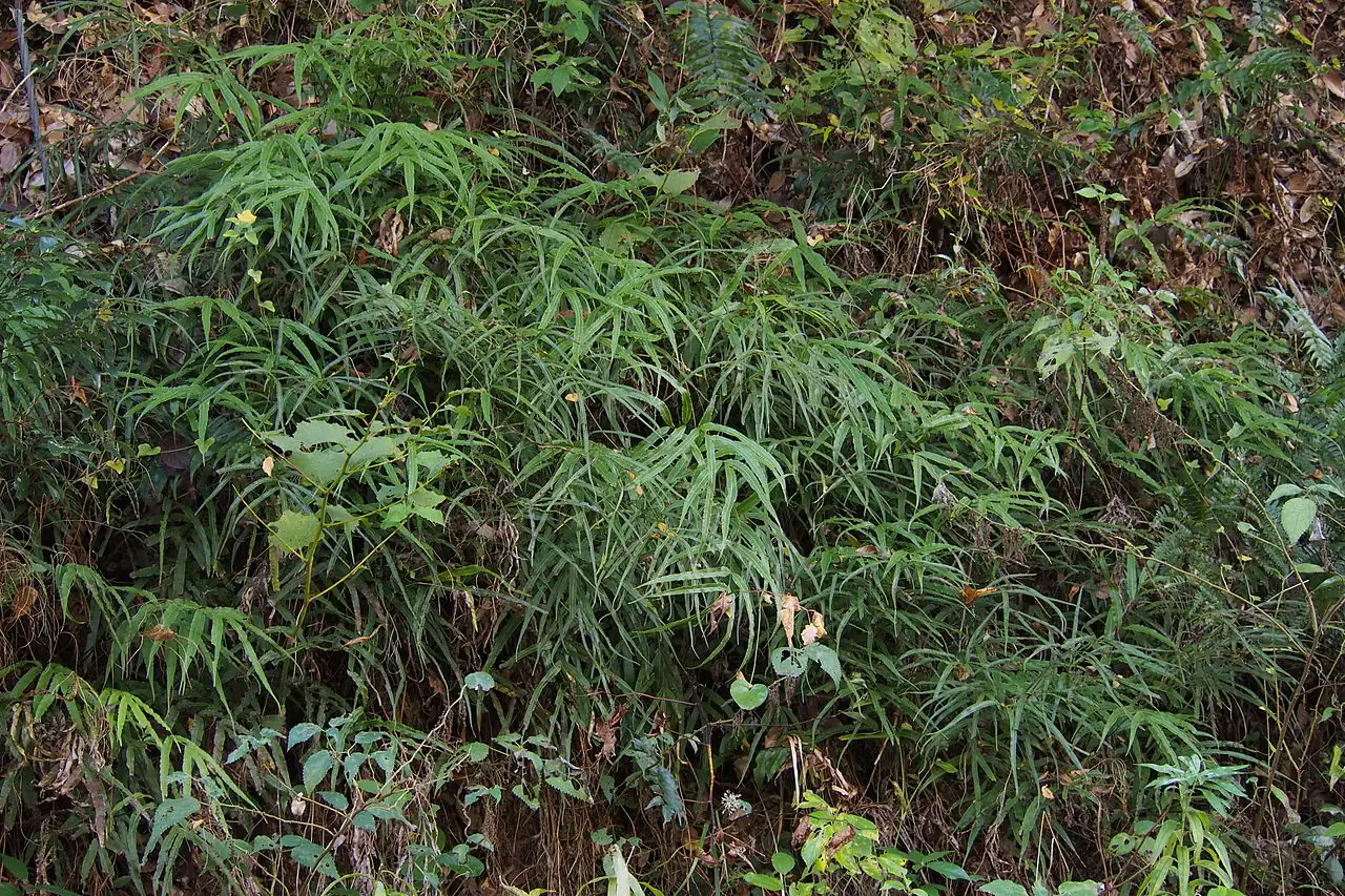 凤尾蕨 (Pteris cretica) — 更多视角