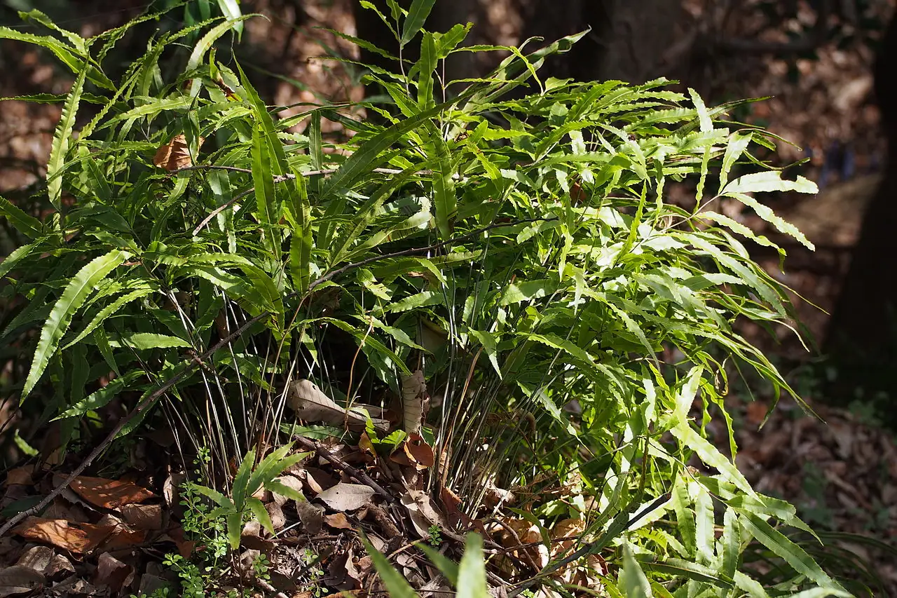凤尾蕨 (Pteris cretica) — 主图