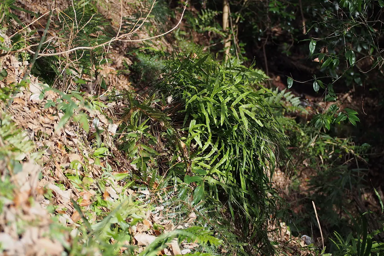 凤尾蕨 (Pteris cretica) — 更多视角
