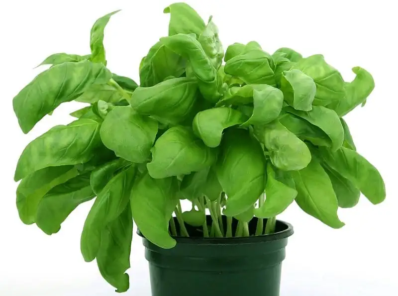 ಬೇಸಿಲ್ (Ocimum basilicum) — ಹೆಚ್ಚುವರಿ ನೋಟ