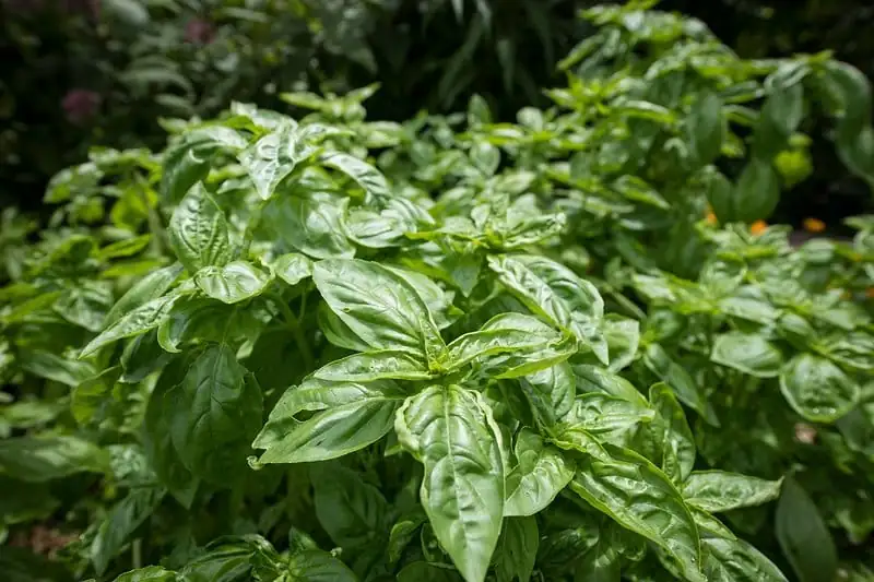 ಬೇಸಿಲ್ (Ocimum basilicum) — ಮುಖ್ಯ ನೋಟ