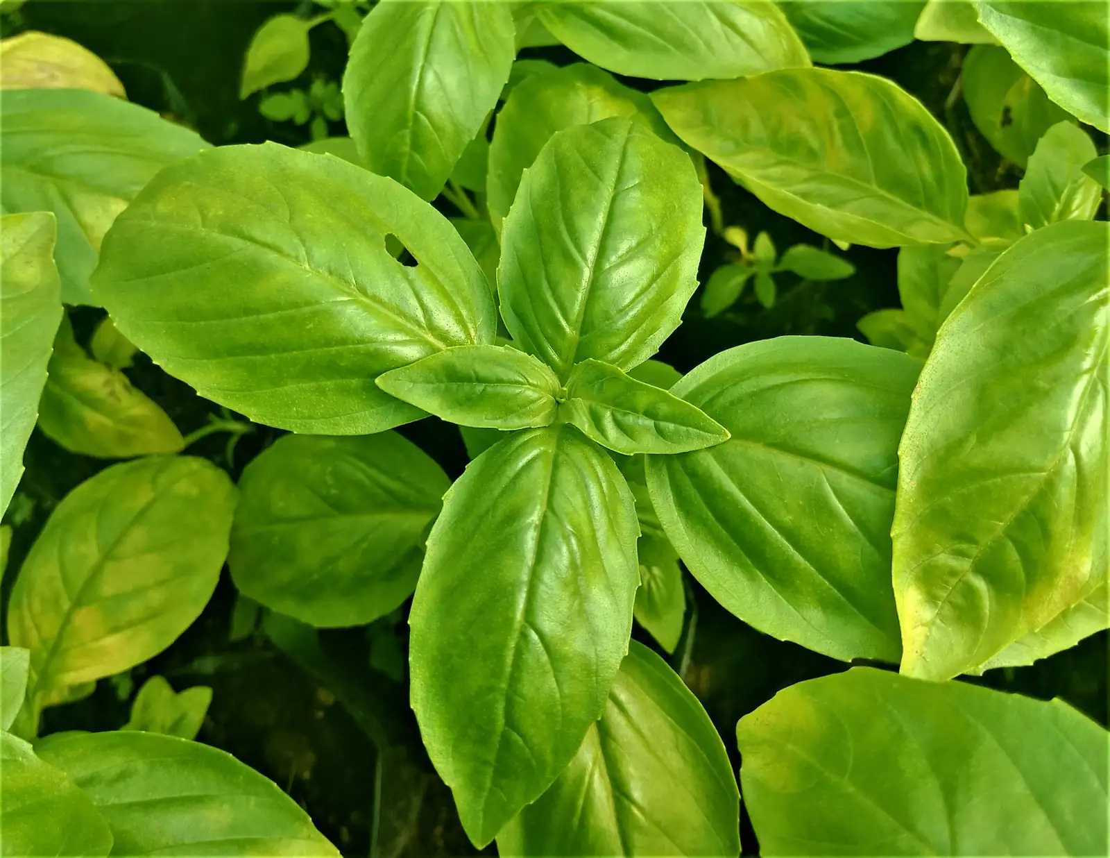 ಬೇಸಿಲ್ (Ocimum basilicum) — ಹೆಚ್ಚುವರಿ ನೋಟ