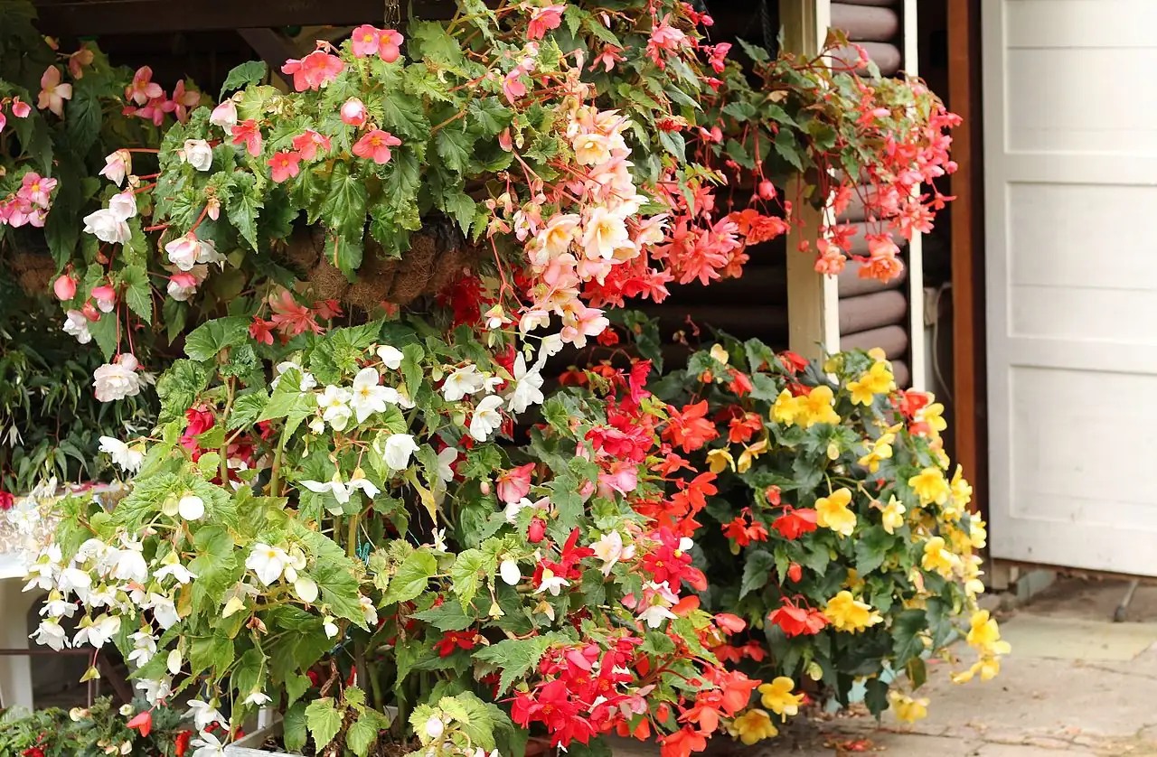 球根秋海棠 (Begonia × tuberhybrida) — 特写