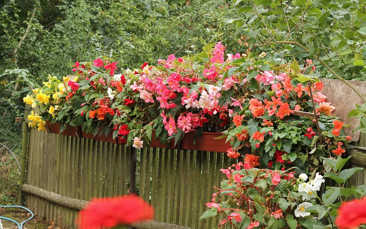 球根秋海棠 (Begonia × tuberhybrida) — 环境展示