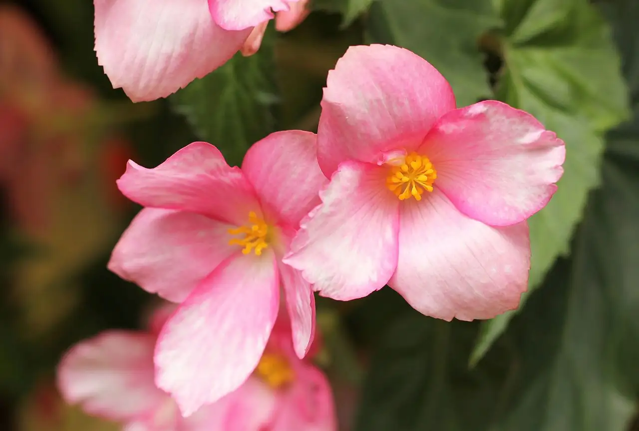 球根秋海棠 (Begonia × tuberhybrida) — 更多视角