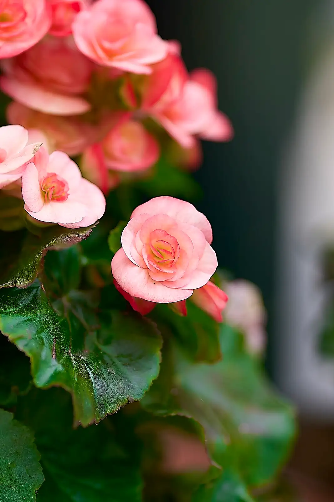 球根秋海棠 (Begonia × tuberhybrida) — 更多视角