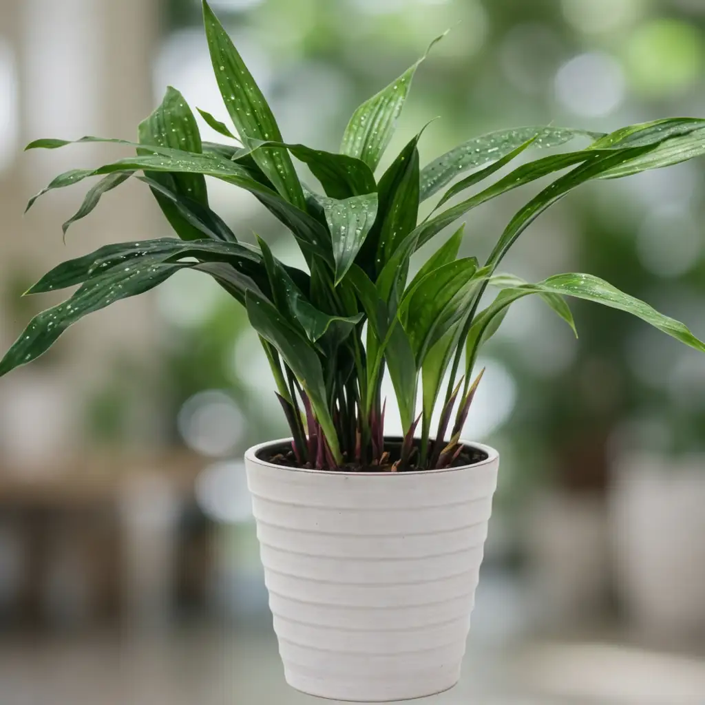 一叶兰 (Aspidistra elatior) — 主图