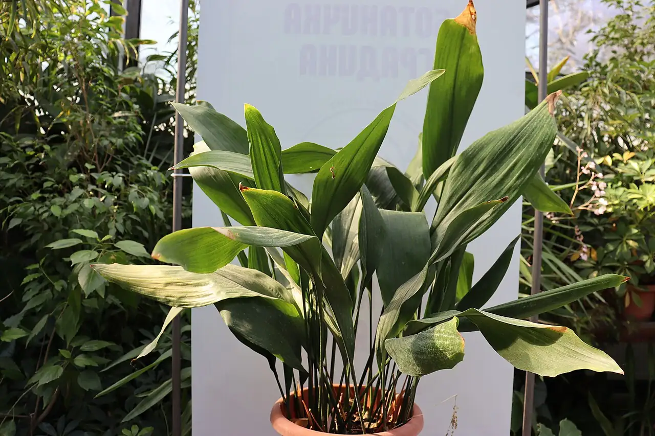 一叶兰 (Aspidistra elatior) — 细节