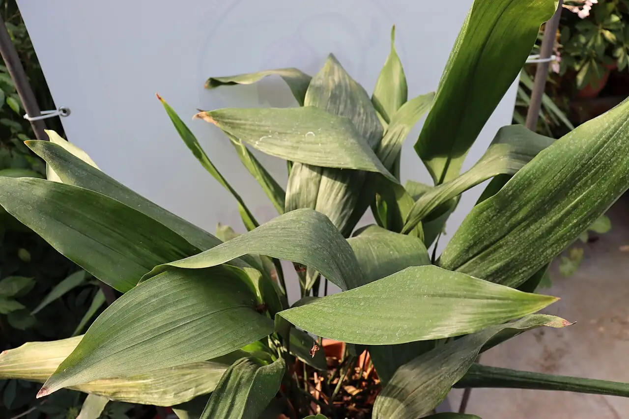 一叶兰 (Aspidistra elatior) — 特写