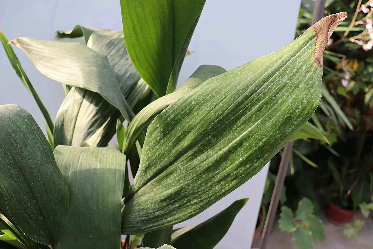 一叶兰 (Aspidistra elatior) — 环境展示