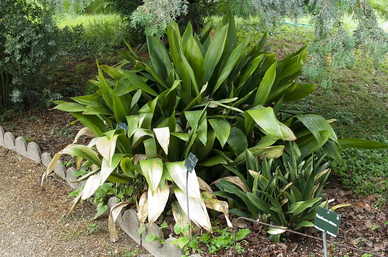 一叶兰 (Aspidistra elatior) — 更多视角