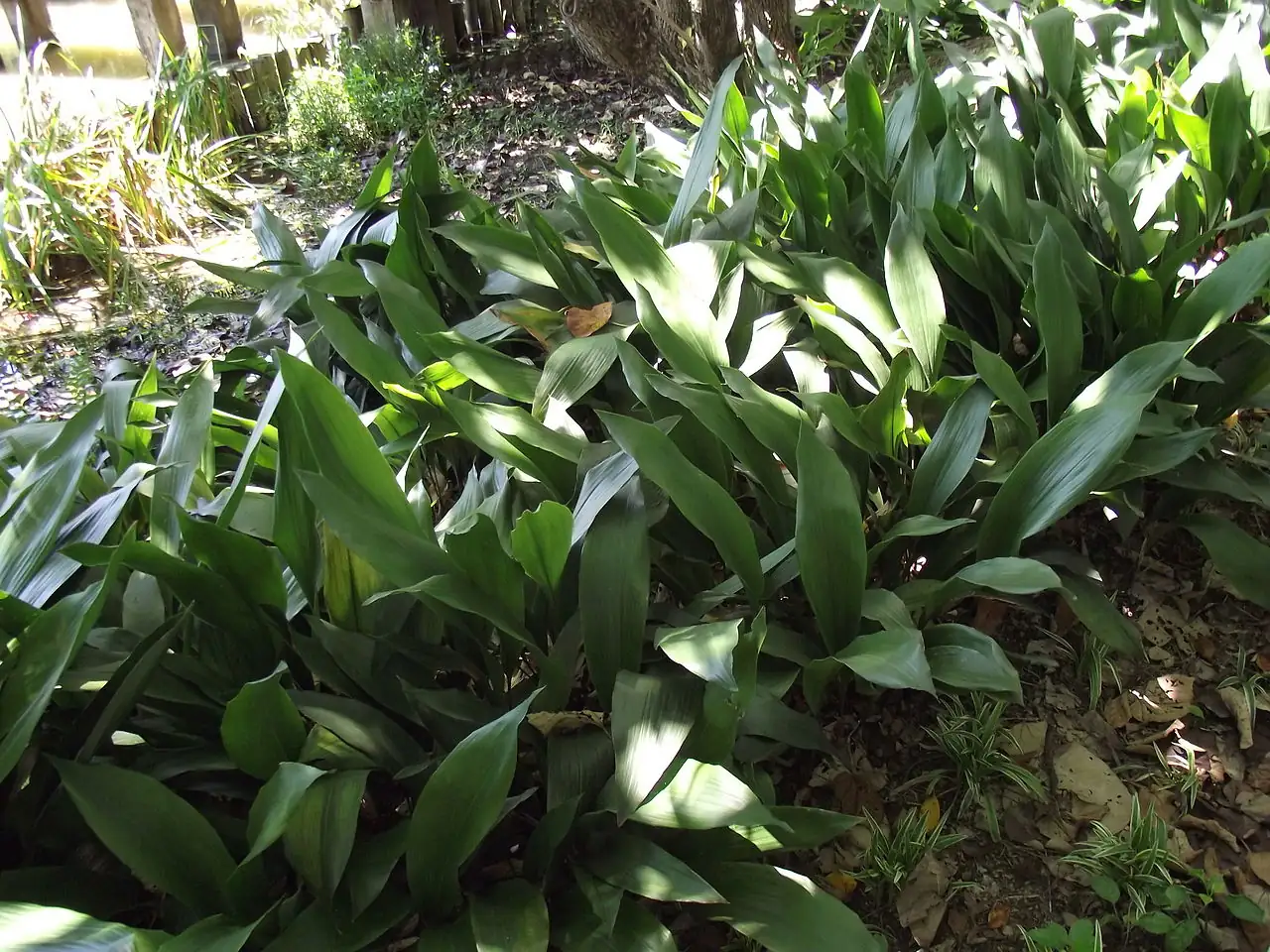 一叶兰 (Aspidistra elatior) — 更多视角