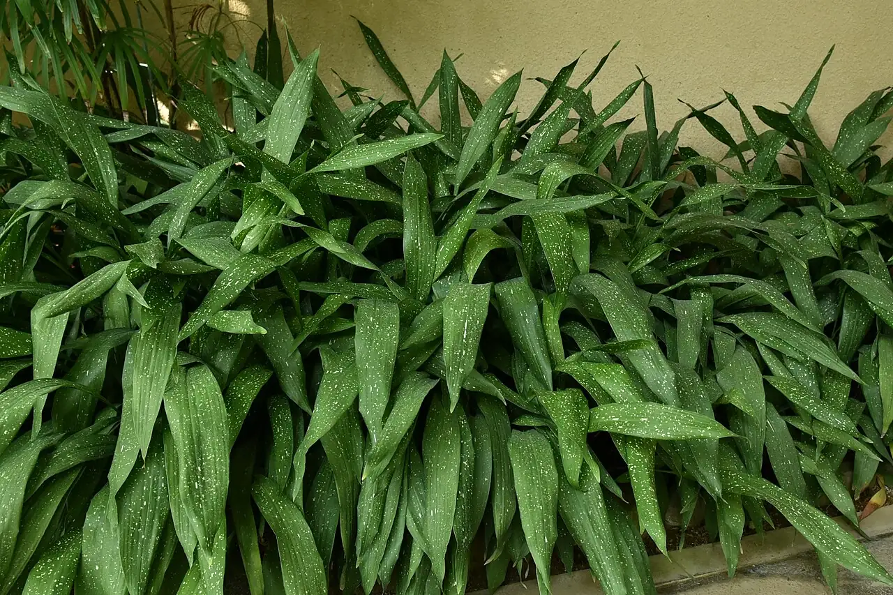 一叶兰 (Aspidistra elatior) — 更多视角