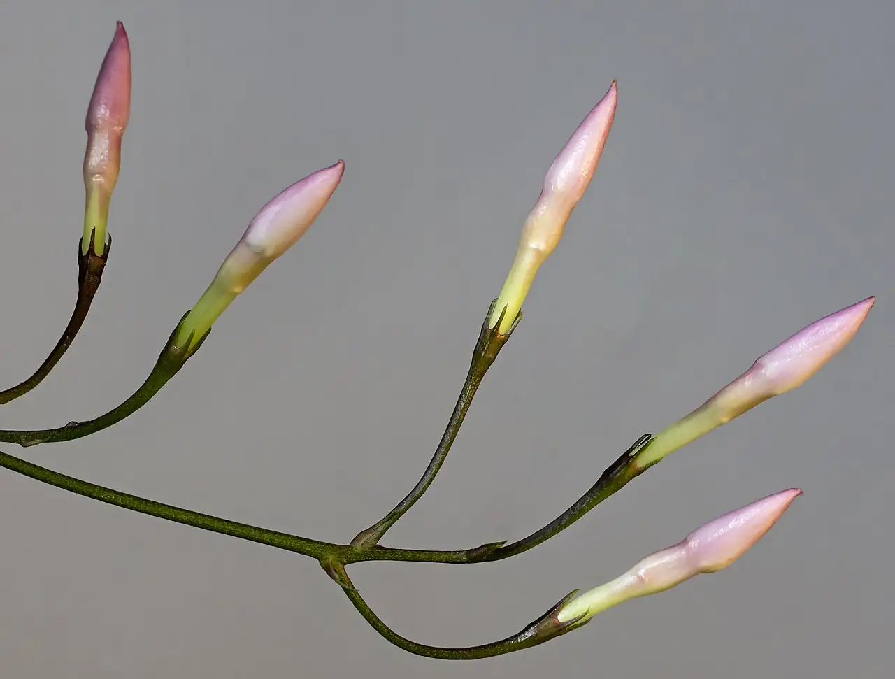 多花素馨 (Jasminum polyanthum) — 更多视角