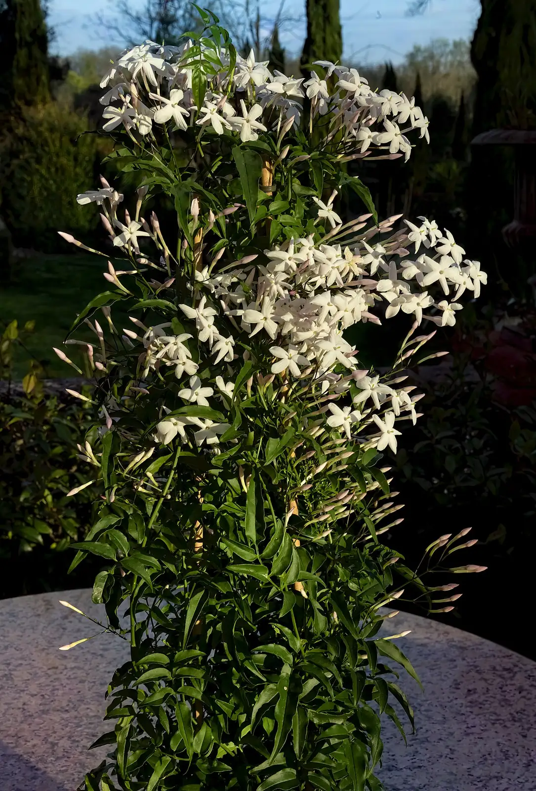 多花素馨 (Jasminum polyanthum) — 更多视角