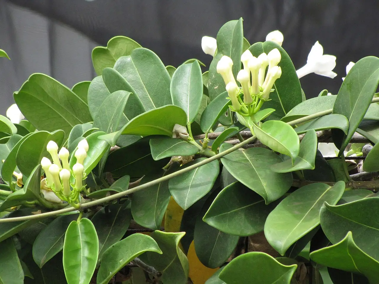 多花黑鳗藤 (Stephanotis floribunda) — 细节