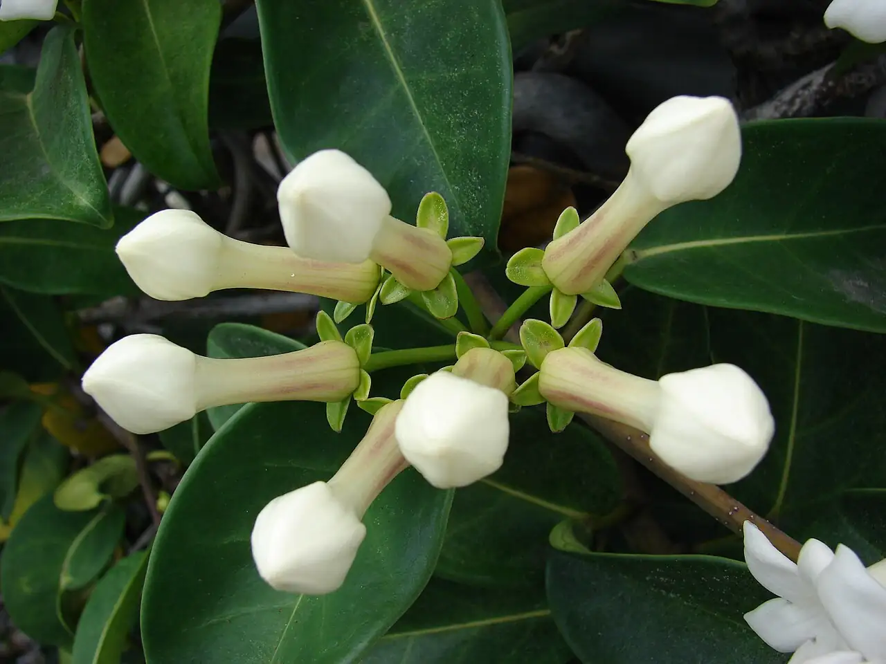 多花黑鳗藤 (Stephanotis floribunda) — 更多视角