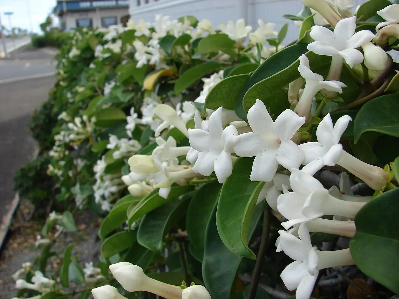 多花黑鳗藤 (Stephanotis floribunda) — 主图