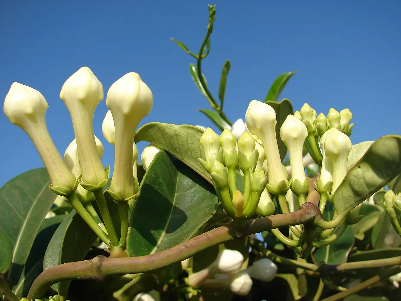 多花黑鳗藤 (Stephanotis floribunda) — 更多视角