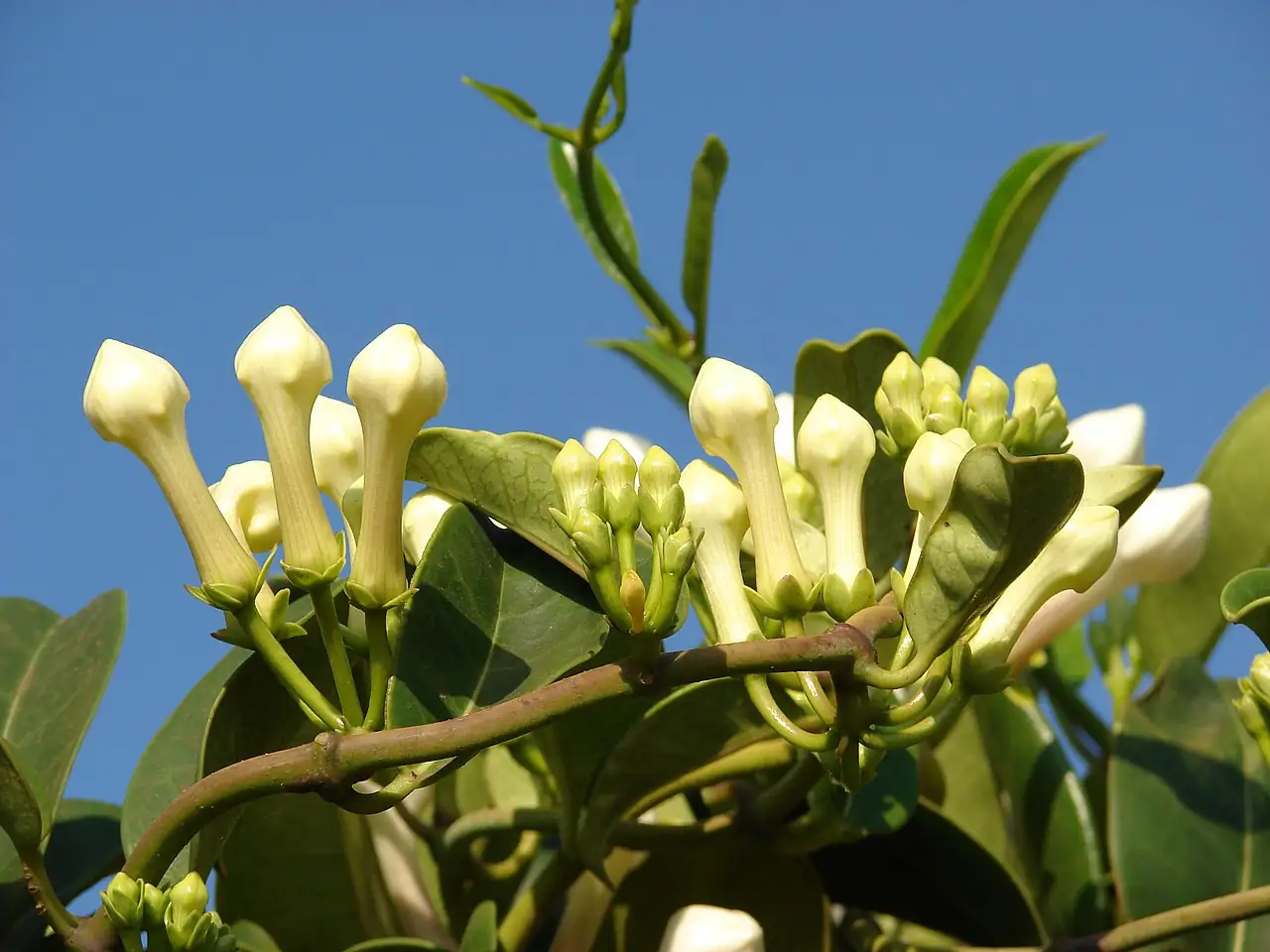 多花黑鳗藤 (Stephanotis floribunda) — 更多视角