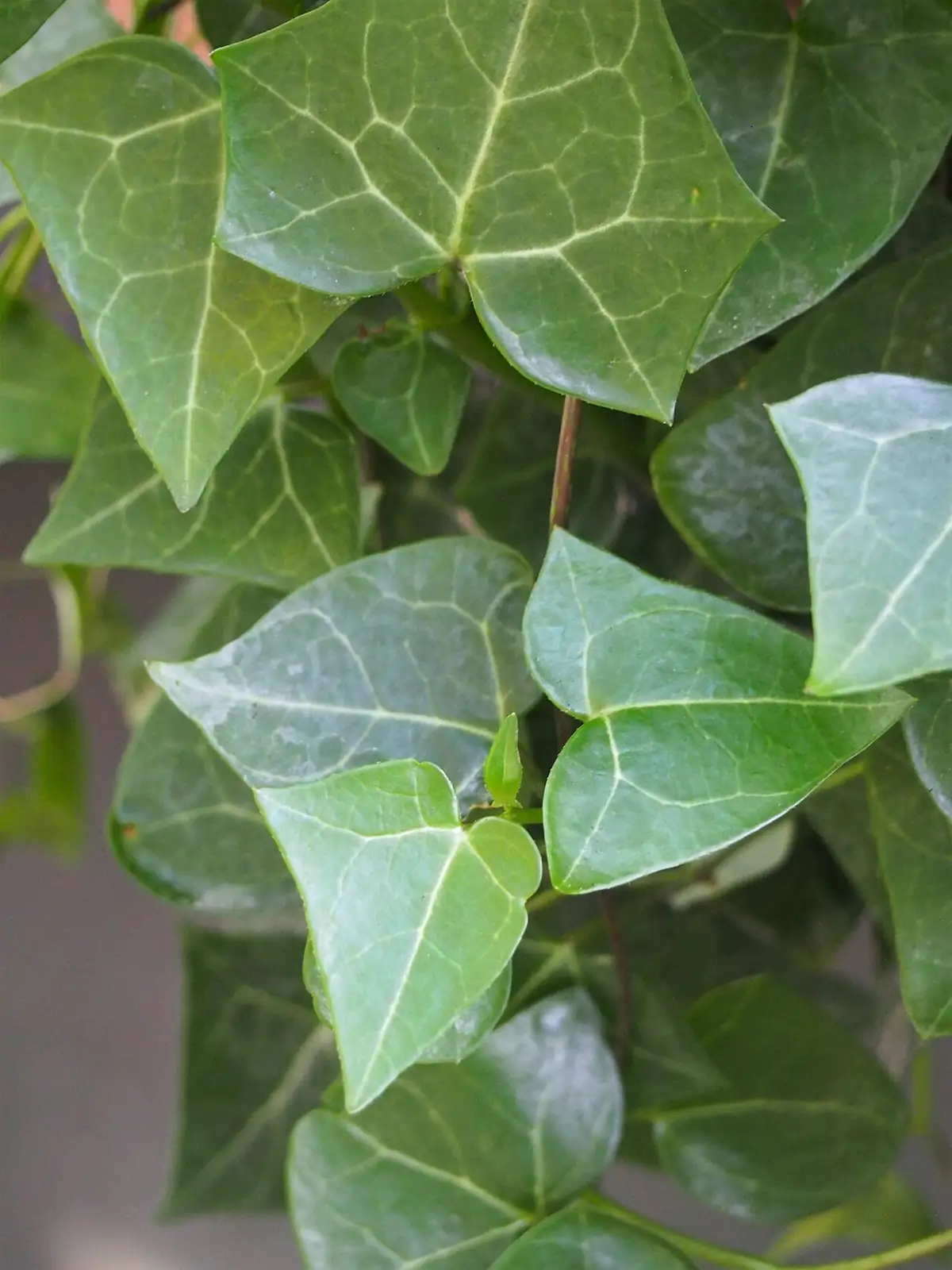 菱叶白粉藤 (Senecio macroglossus) — 环境展示
