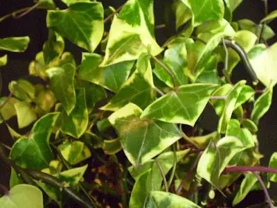 菱叶白粉藤 (Senecio macroglossus) — 更多视角