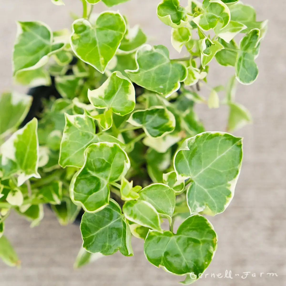 菱叶白粉藤 (Senecio macroglossus) — 细节