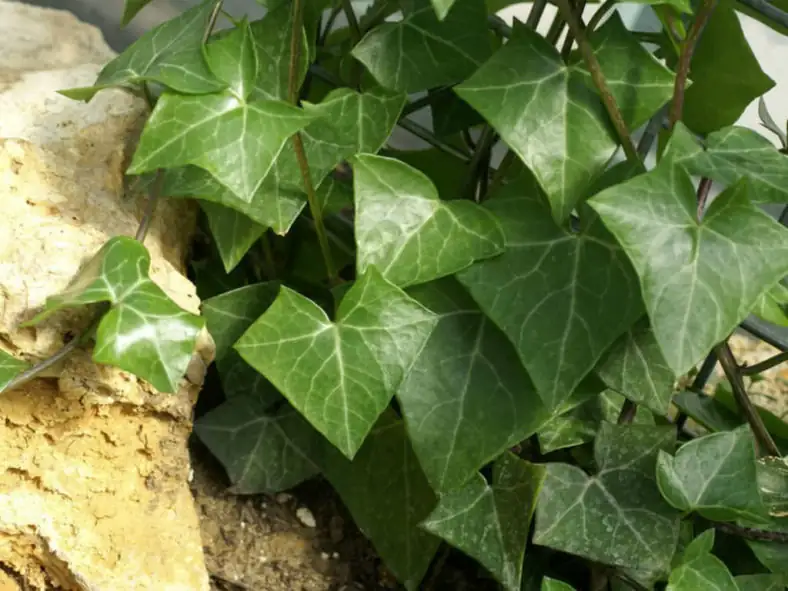 菱叶白粉藤 (Senecio macroglossus) — 更多视角