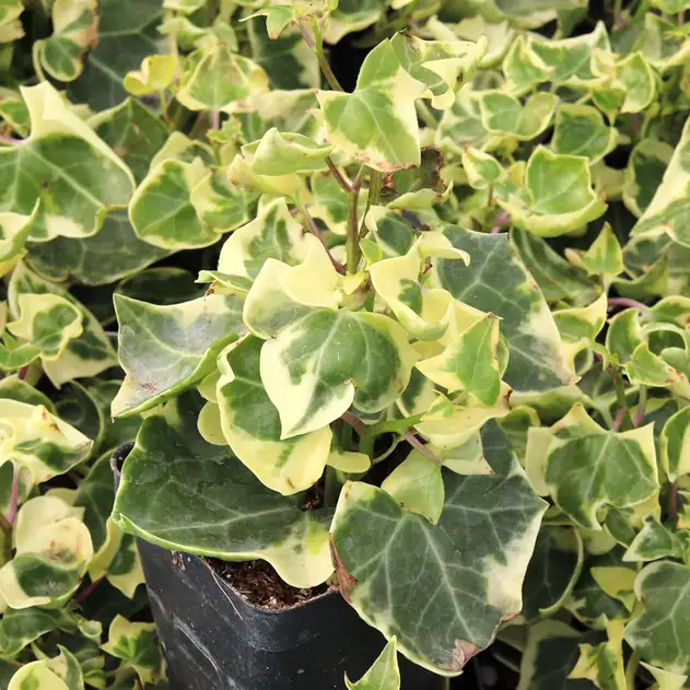 菱叶白粉藤 (Senecio macroglossus) — 特写