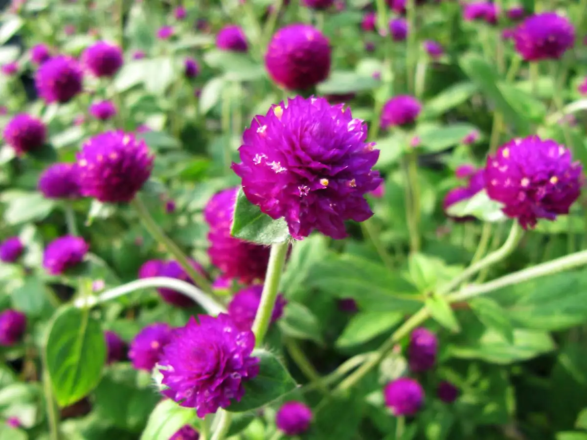 千日红 (Gomphrena globosa) — 环境展示