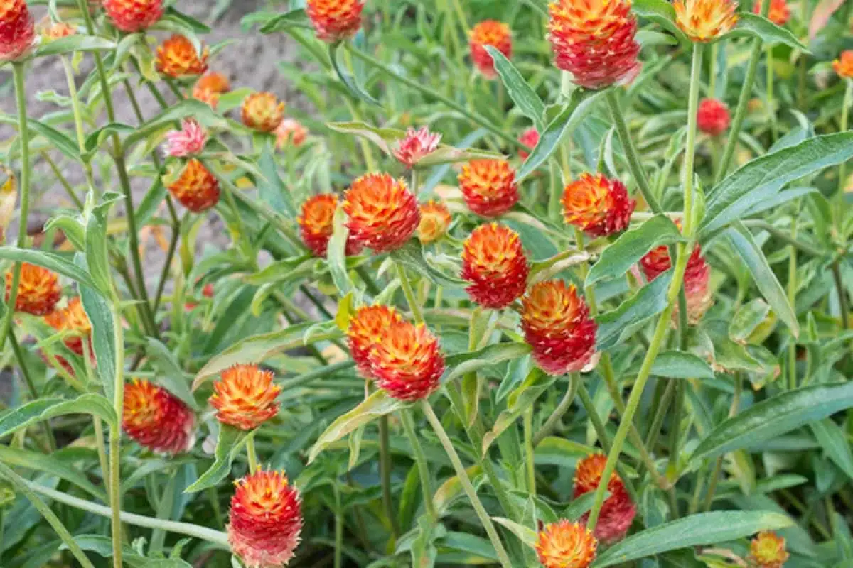 千日红 (Gomphrena globosa) — 细节