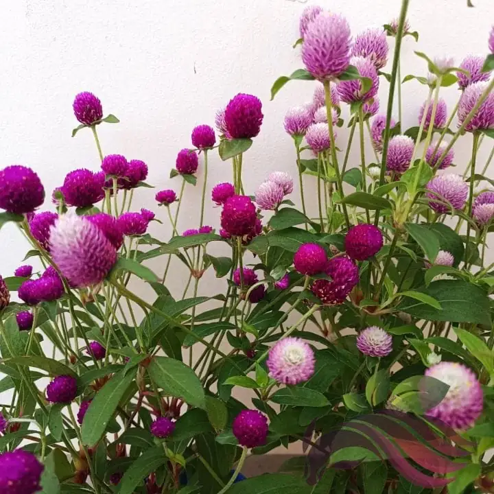 千日红 (Gomphrena globosa) — 更多视角