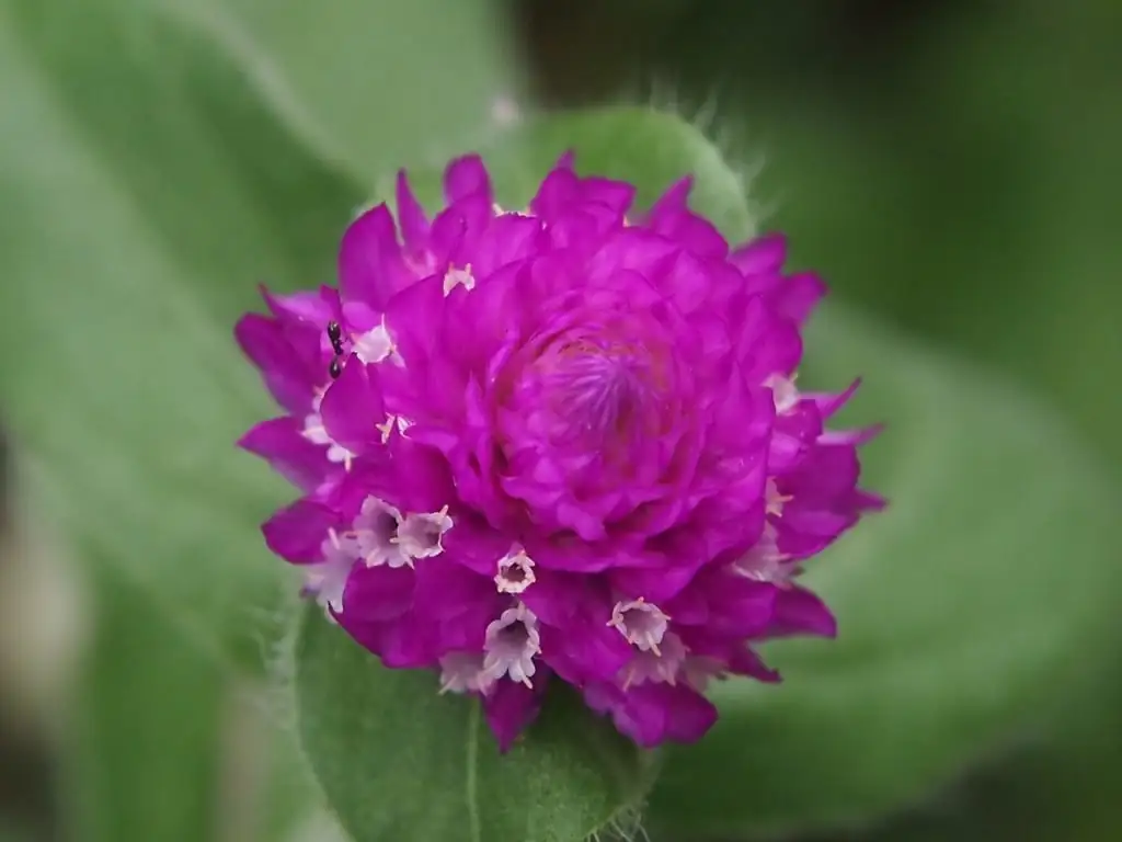 千日红 (Gomphrena globosa) — 更多视角