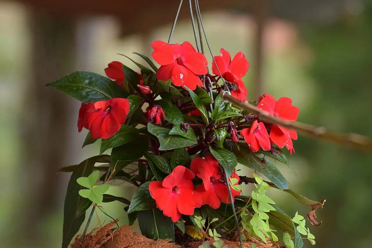 新几内亚凤仙 (Impatiens hawkeri) — 细节