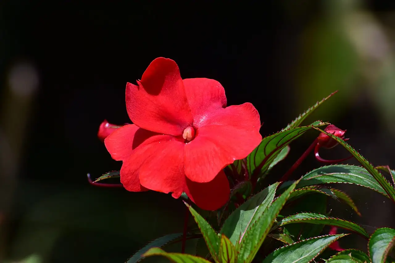 新几内亚凤仙 (Impatiens hawkeri) — 特写