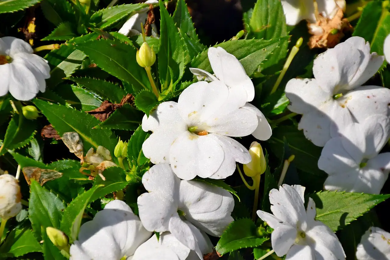 新几内亚凤仙 (Impatiens hawkeri) — 环境展示