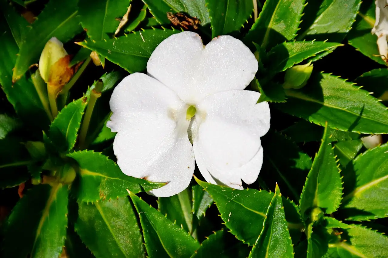 新几内亚凤仙 (Impatiens hawkeri) — 更多视角