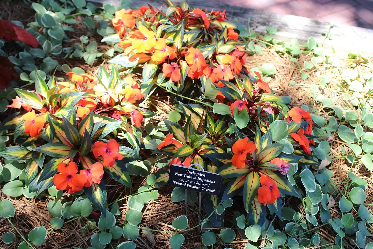 新几内亚凤仙 (Impatiens hawkeri) — 更多视角