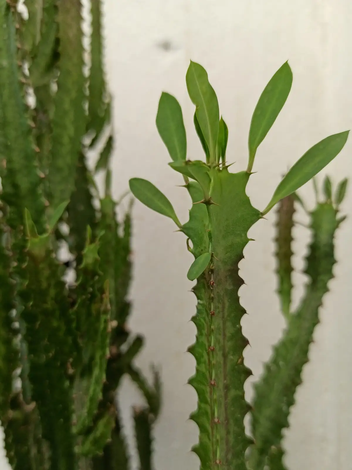 彩云阁 (Euphorbia trigona) — 特写