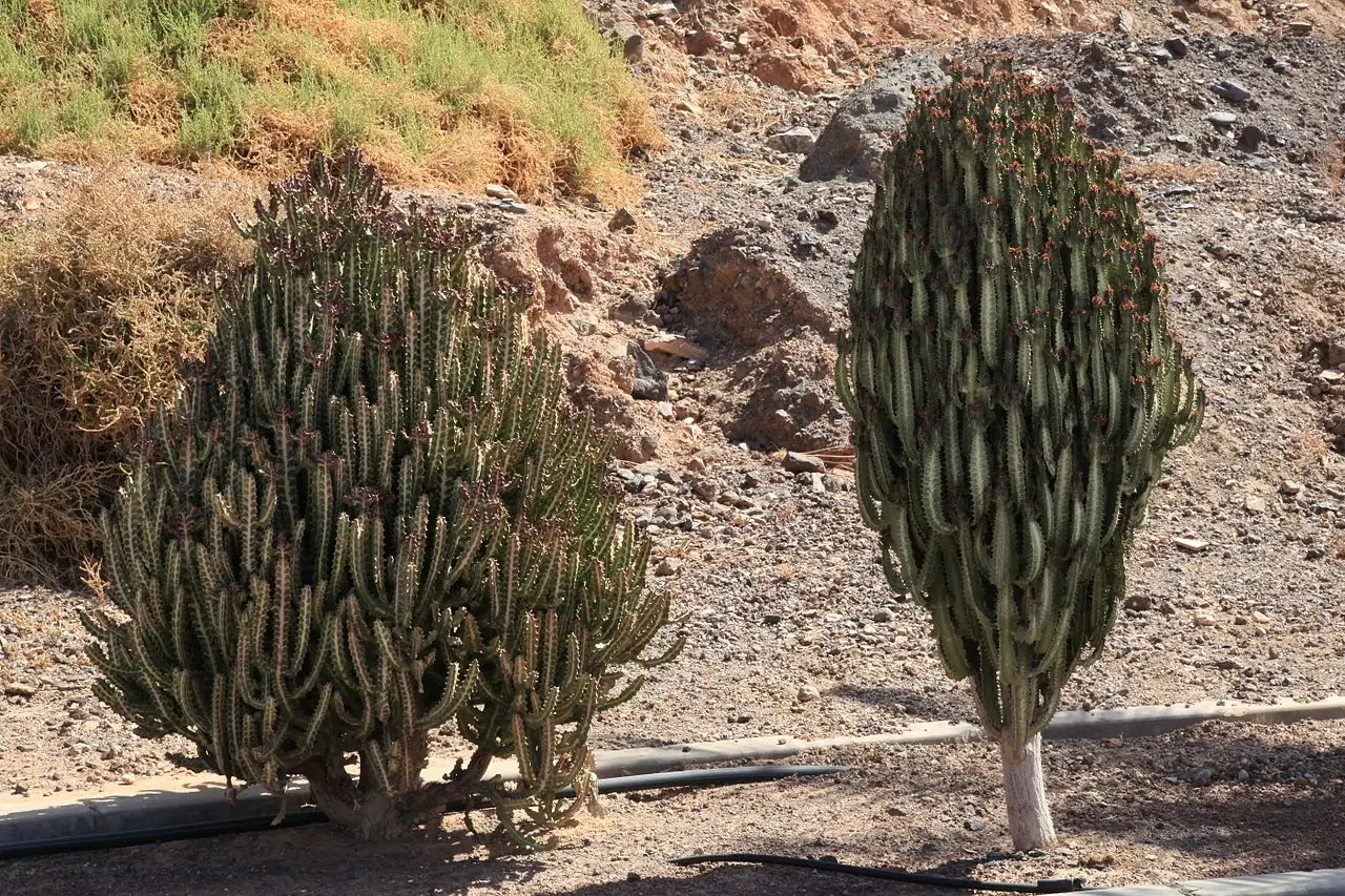 彩云阁 (Euphorbia trigona) — 主图