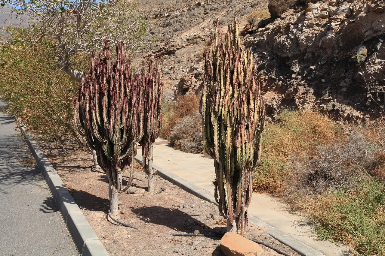 彩云阁 (Euphorbia trigona) — 环境展示